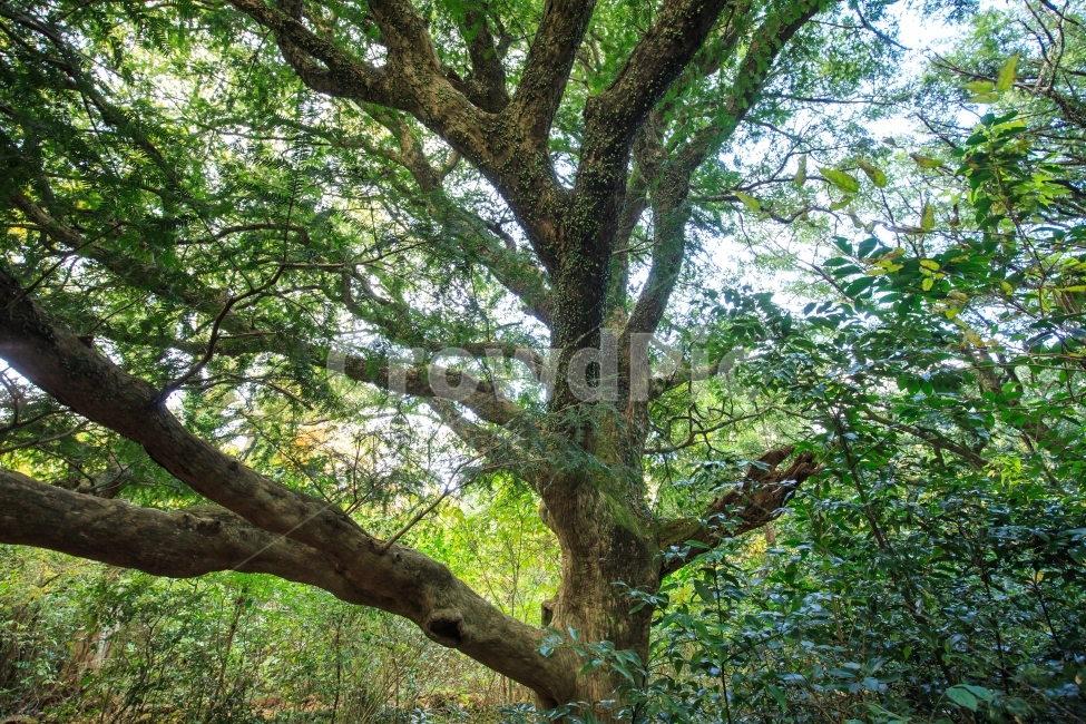 단풍,비자림,비자나무,제주나무,풍경,산책길,산길,숲속,숲,제주자연,제주인기,제주산책,제주코스,풀,고사리,하늘,자연,신비,식물,식물,자연,plants,nature,나무,trees,wood,휴식,힐링,rest,relaxation,healing