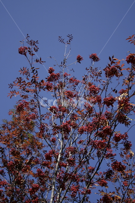 나무,열매,하늘,color,식물,가을,계절,fall,autumn,season,leaf,잎,plant