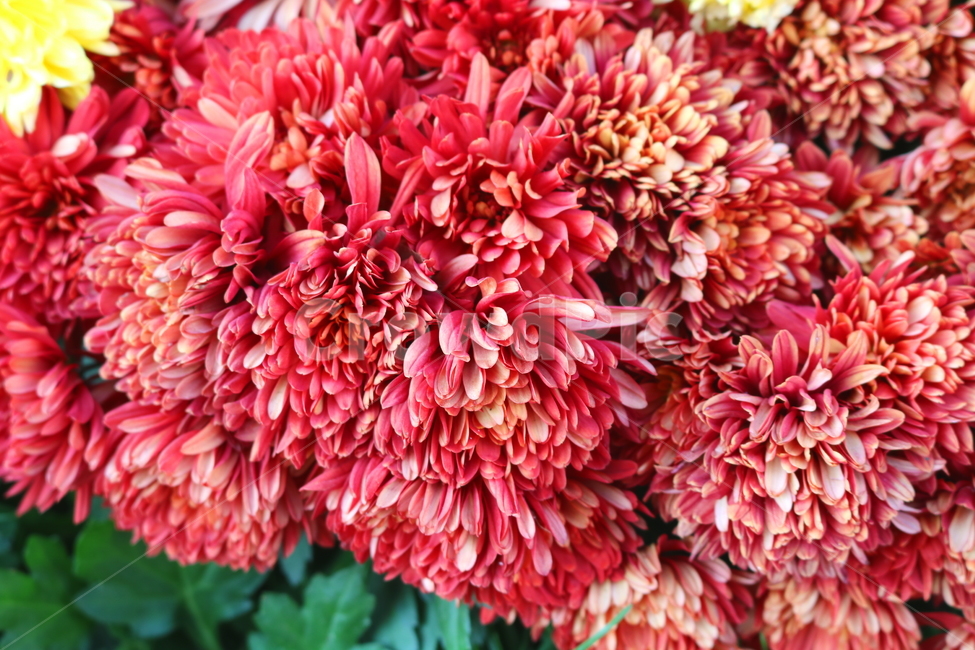 국화,꽃,국화꽃,식물,자연,가을,빨간색꽃,붉은색국화,식물,자연,plants,nature,꽃,flower