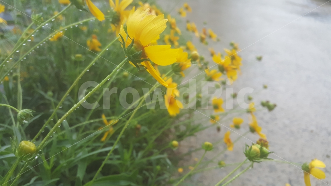 금계국,야생화,꽃,빗방울,goldenwave,flower,raindrop,비,비오는날,rain,rainy,식물,자연,plants,nature,꽃,flower