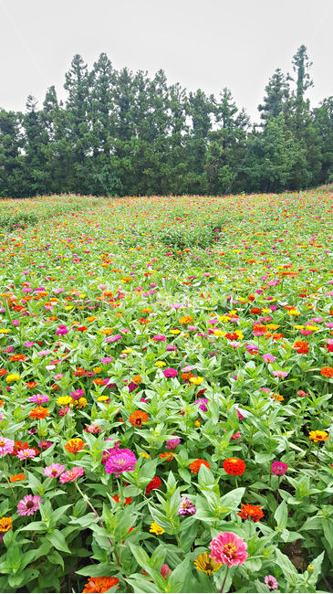 꽃밭,꽃,밭,식물,plant,자연,야외,옥외,nature