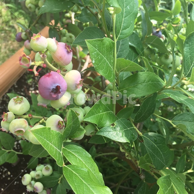 블루베리,blueberry,food,음식,fruit,과일,plant