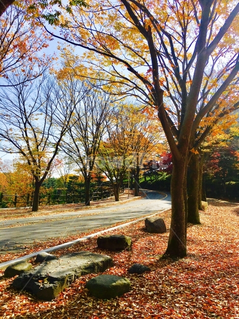 단풍,도로,나무,낙엽,풍경,바위,가을,계절,fall,autumn,season,자연,풍경,nature,landscape,식물,plants,나무,trees,wood,tree,plant,tree trunk,나무 줄기