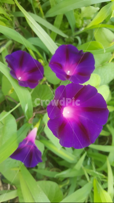 나팔꽃,보라꽃,원예,꽃,식물,들꽃,flower,시골,nature,인내