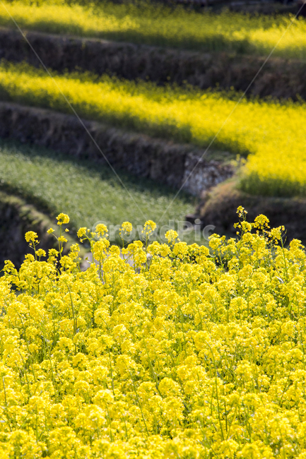 유채꽃,유채,섬,꽃,봄,봄꽃,봄,계절,spring,season,자연,풍경,nature,landscape,field,들,grassland,목초지,outdoors,옥외