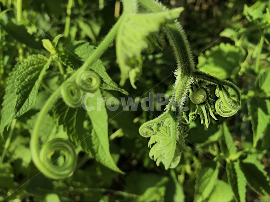 풀,자연,열매,성장,식물,식물,자연,plants,nature