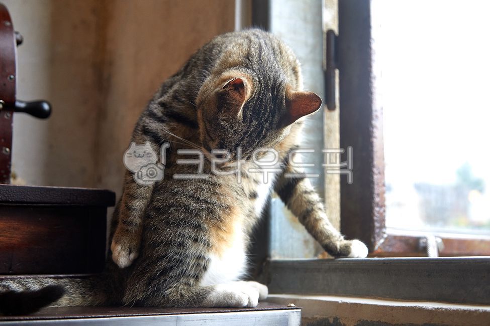 pets,streetcats,Pets,wildcats,cats,stray cat,mammals,wild cat,cat,animal,animals,mammalia,pet