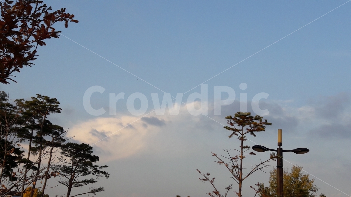 가을,푸른수목원,하늘,구름,나무,자연,풍경,nature,landscape,bird,새,animal,동물,flying,나는