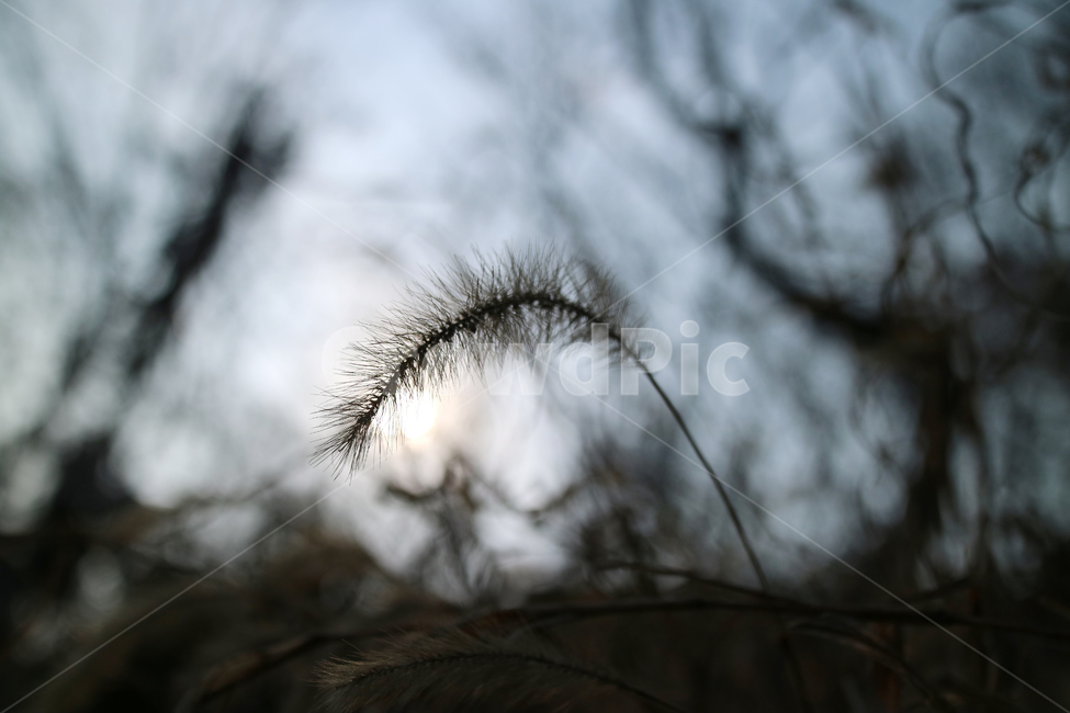 강아지풀,풀,가을,실루엣,계절,식물,자연,그림자,식물,자연,plants,nature