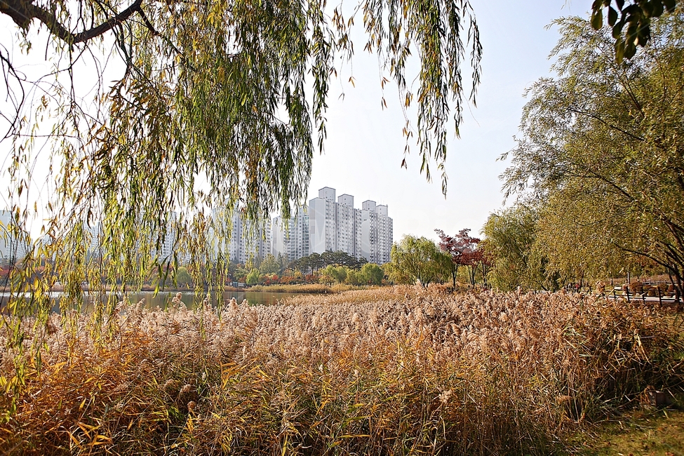 부천호수공원,호수,갈대,억새,식물,자연,풍경,풀,잡초,공원,가을,계절,fall,autumn,season,자연,풍경,nature,landscape,tree,나무,plant