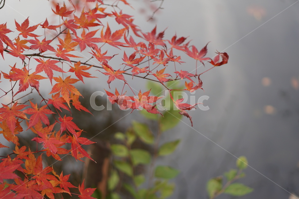 단풍,단풍놀이,가을,낙엽,가을산,힐링,가을,계절,fall,autumn,season,plant,식물,leaf,잎,tree,나무