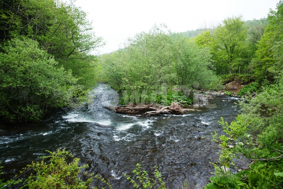 해외,일본,북해도,홋카이도,도동,계곡,강,물,자연,자연,풍경,nature,landscape,해외,외국,세계,foreign,oversea,world,water,outdoors,옥외,stream,흐름,creek,작은 만