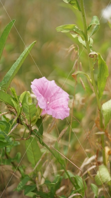 메꽃,꽃,플라워,식물,자연,flower,nature,여름,감성,감성사진,스냅,스냅사진,snap,snapshot,풍경,landscape,꽃사진,접사,macro,summer,계절,season,한국자연,korea,식물,자연,plants,nature,꽃,flower