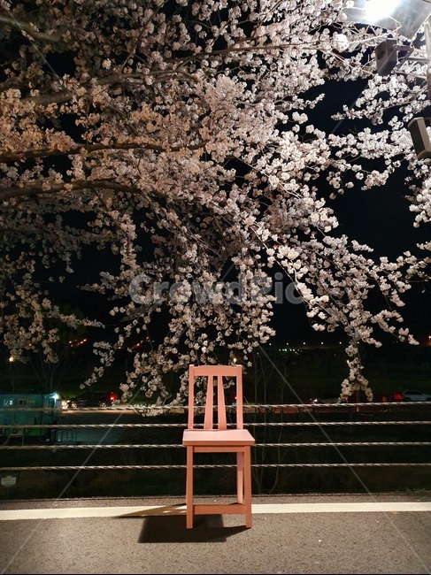 핑크의자,의자,핑크,벚꽃,꽂,밤,야경,외로움