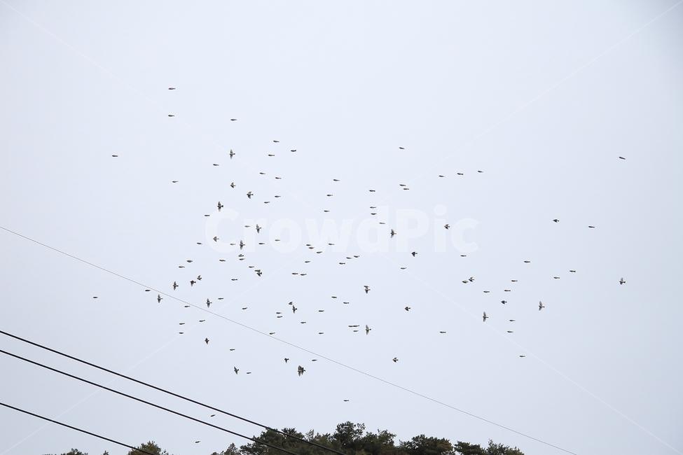 숲,새,하늘,나무,날다,동물,animal,조류,새,birds
