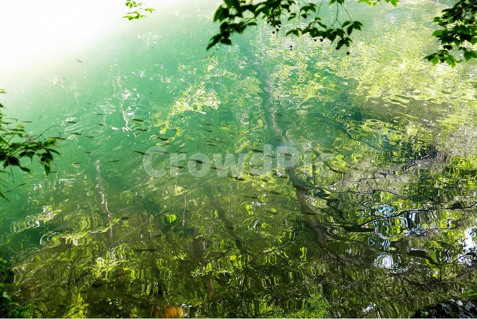물고기,연못,자연,동물,그림자,자연,풍경,nature,landscape,휴식,힐링,rest,relaxation,healing,water,물