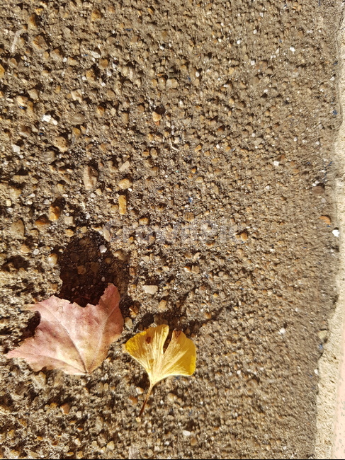 은행잎,낙엽,식물,plant,잎,leaf,가을,쓸쓸한