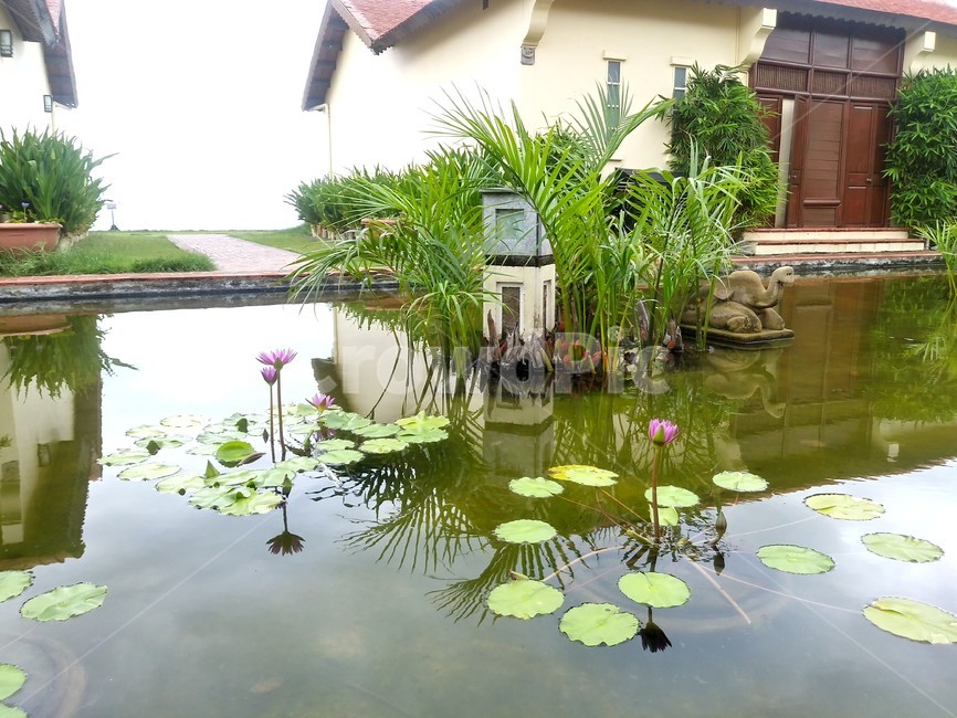nature,자연,water,리조트,연꽃