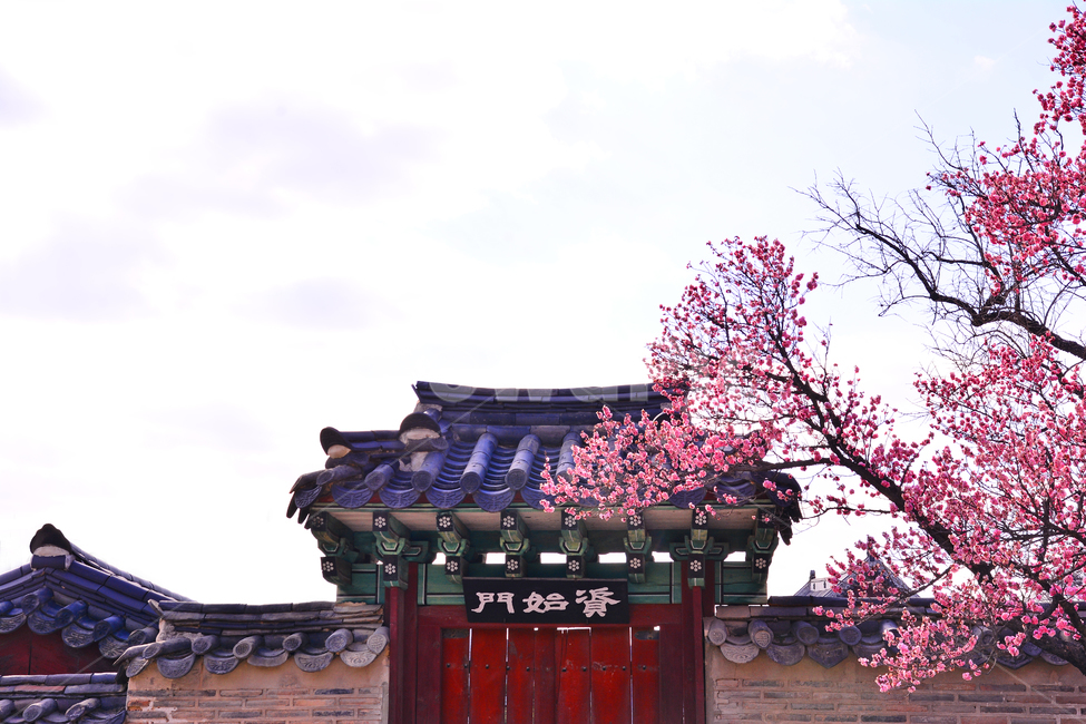 한국전통,고궁,봄꽃,홍매화,매화,궁궐,창덕궁,전통,배경,바탕,백그라운드,korean,traditional,ancientpalace,spring,시즌,계절,조선시대,건축물,서울,기와집,하우스,집,한국적,코리안,돌담,울타리,분홍색,핑크색,season,봄,계절,spring,season,한국전통,한국문화,korean traditional,korean culture,랜드마크,landmark,tourist attraction,한국랜드마크,한국관광지,한국명소,korea landmark,korea tourist attraction,건축물,건물외관,exterior,building,structure,architecture,construction,plant,식물