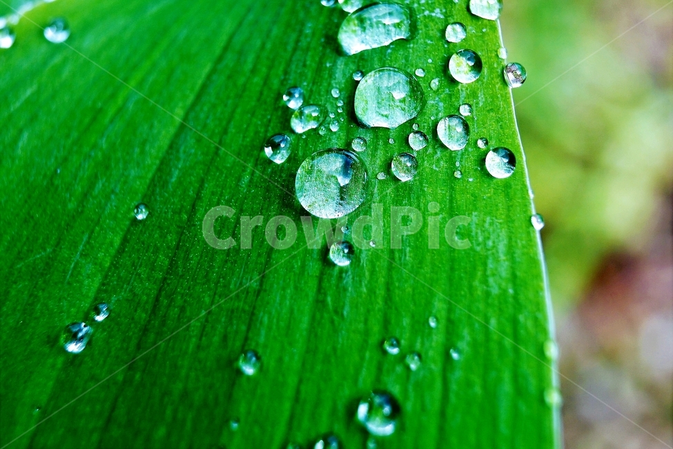 물방울,자연,식물,싱그러움,잎,식물,자연,plants,nature
