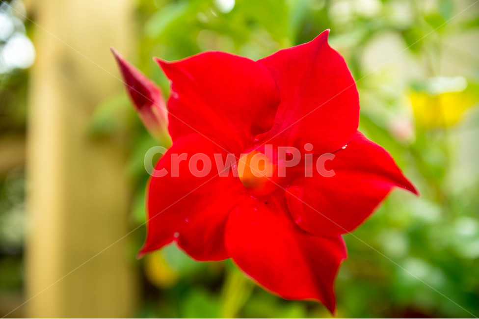 봄,봄꽃,식물원,자연,공원,식물,자연,plants,nature,꽃,flower
