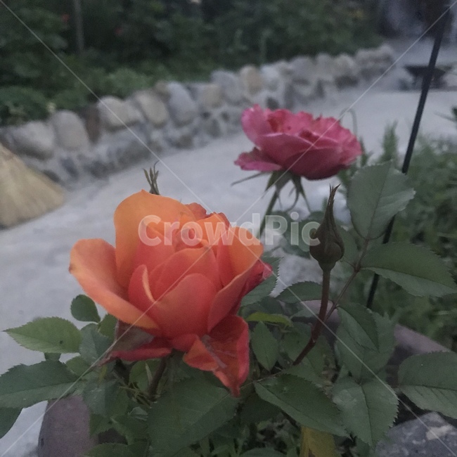 flower,꽃,rose,장미,plant,식물,자연,plants,nature,꽃,flower