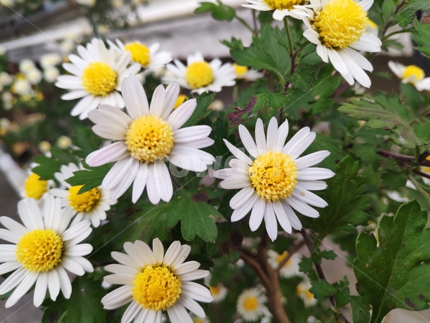 꽃,flower,plant,식물,데이지,daisies,봄,봄꽃,식물,자연,plants,nature,꽃,flower