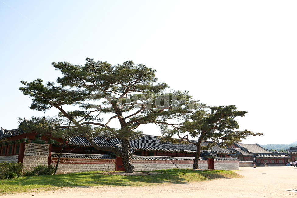 건물,벽,집,나무,전통가옥,한국전통,한국문화,korean traditional,korean culture,랜드마크,landmark,tourist attraction,한국랜드마크,한국관광지,한국명소,korea landmark,korea tourist attraction