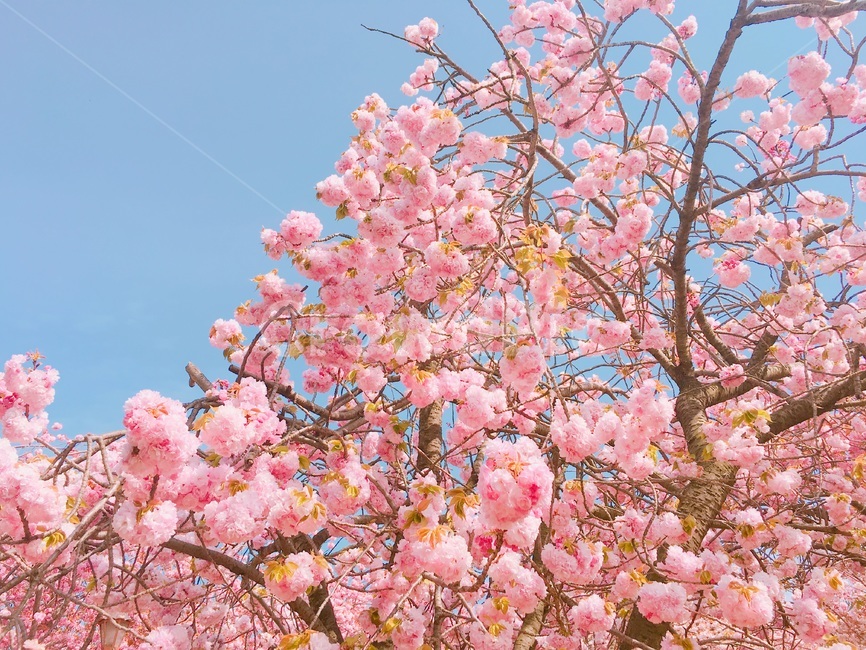 겹벚꽃,벚꽃,벚꽃놀이,파란하늘,하늘벚꽃