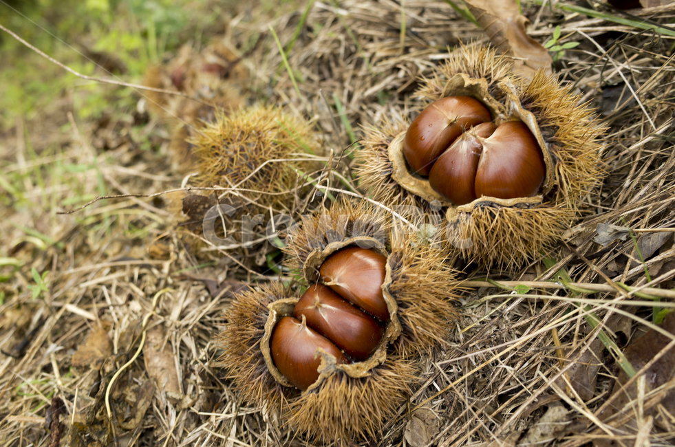 밤,가을,밤송이,알밤,가시,열매,가을,계절,fall,autumn,season,plant,식물,vegetable,야채,nut,너트,food,음식