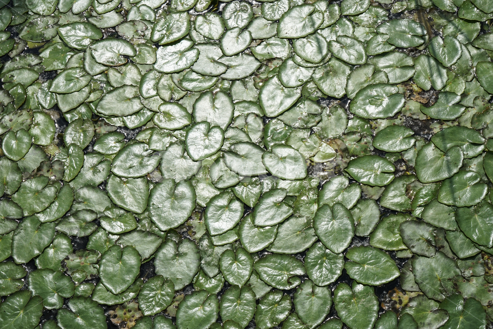 5월,호수자생,수생식물,수생식물흑백사진,파인아트사진,식물,자연,plants,nature,텍스처,질감,패턴,texture,pattern
