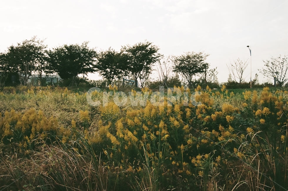 꽃,유채꽃,노랑,풍경,꽃밭,하늘,자연,풍경,nature,landscape,grassland,목초지,field,들,outdoors,옥외
