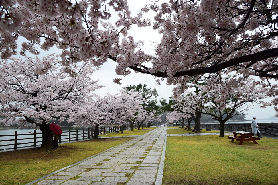 벚꽃,봄꽃,봄,꽃,벚꽃축제,사쿠라,자연,계절,spring,flower,힌꽃,벚꽃나무,벚꽃놀이,핑크,힌색,식물,자연,plants,nature,꽃,flower