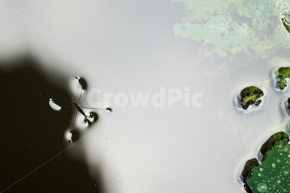 연못,물,소금쟁이,waterstrider,water