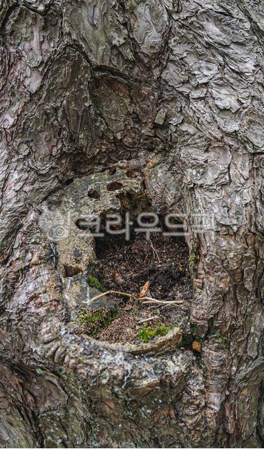 pine tree,tree trunk,rotten tree,plant,tree,treetrunk,tree age,Namugol