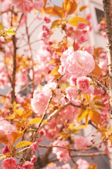 봄,자연,꽃,감성,감성사진,햇살,햇빛,분홍,cherryblossom,spring,sunshine,nature,flower,film,pink,봄,계절,spring,season,식물,자연,plants,nature,꽃,flower,감성,sensible,feeling,색깔,색상,색채,색감,color sense,color sensitivity,feeling of color,plant