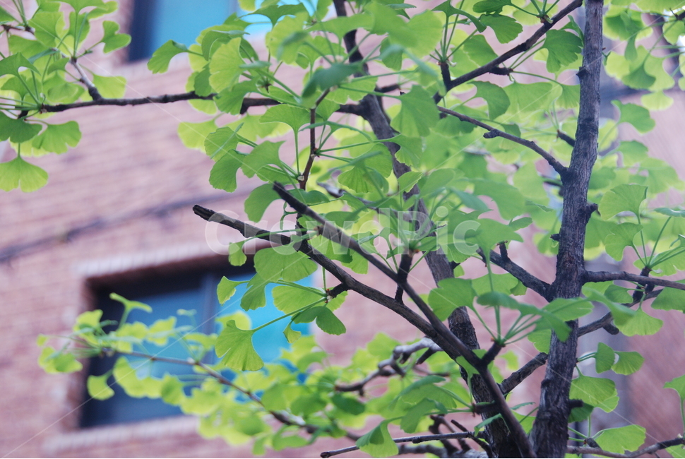 풀,은행나무,푸름,초록,잎,blue,maidenhair