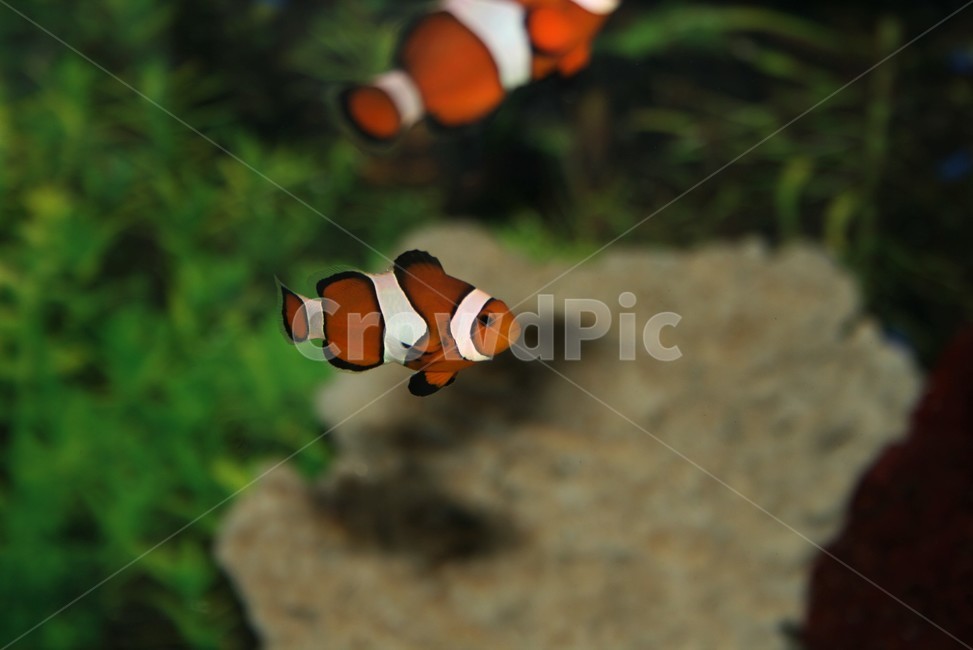 흰동가리,자리돔과,니모,클라운피쉬,아네모네피쉬,동물,animal,어류,물고기,fish