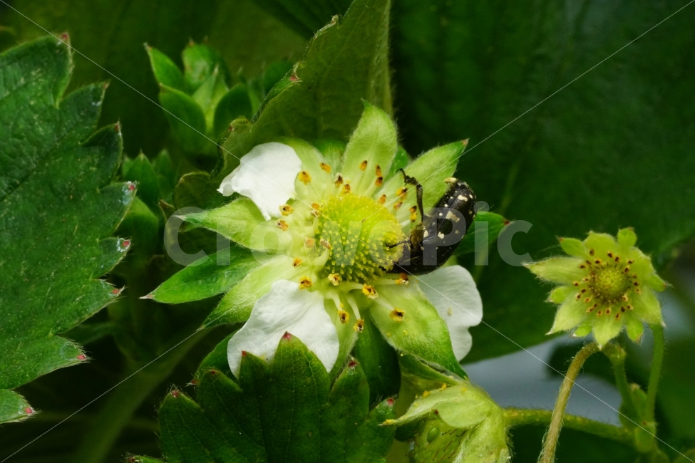 딸기꽃,식물,플라워,자연,nature,flower,이파리,잎사귀,곤충,벌레,개미,동물,insect,식물성,과실,농장,싱싱한,싱싱한다,과수원,꽃사진,꽃잎,식물,자연,plants,nature,동물,animal,곤충,벌레,insect,bug,꽃,flower