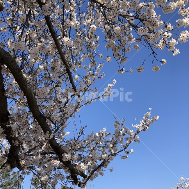 벚꽃,꽃,나무,봄,하늘,plant,식물,cherryblossom,flower,blossom