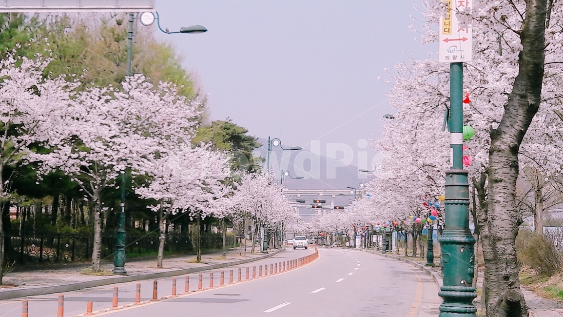 봄,벚꽃,하늘,꽃,핑크,flower,pink,cherryblossom,sky,spring,봄하늘,매화,나무,길,봄날,핑크빛,분홍빛,분홍길,자연,꽃축제,벚꽃축제,길가,가로수