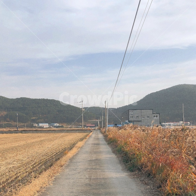 시골,논밭,하늘,갈대,벼,거제도,둔덕,평온,힐링,healing,뚝길,산책,자연,가을,계절,fall,autumn,season,시골,마을,풍경,landscape,country,rural,town,road,도로,dirt road,흙길,gravel,자갈,asphalt,아스팔트