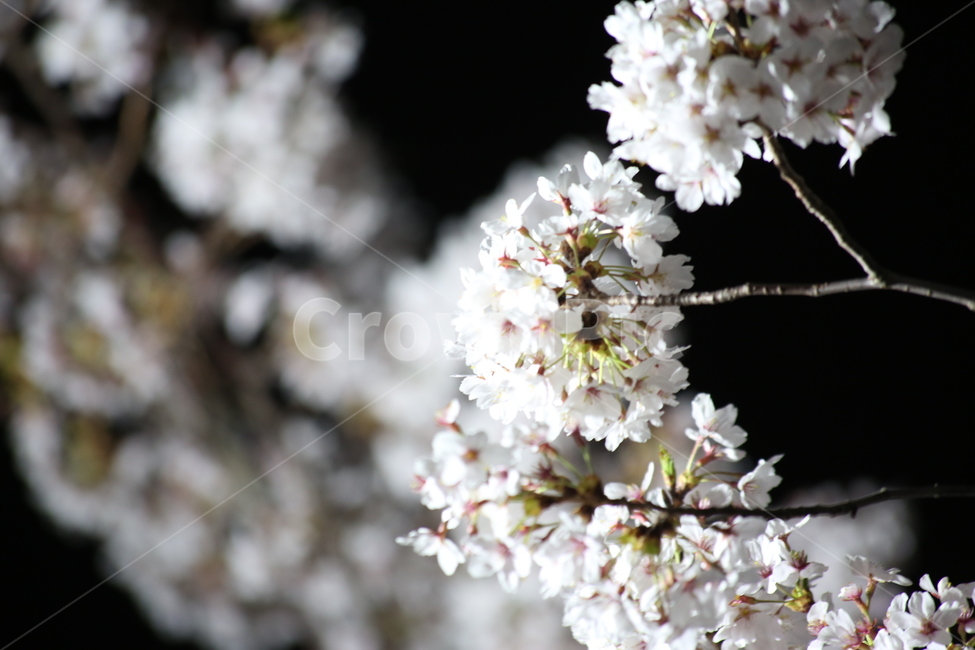 봄,야경,벚꽃,흰색,야간촬영,봄,계절,spring,season,식물,자연,plants,nature,꽃,flower,plant,cherry blossom,blossom