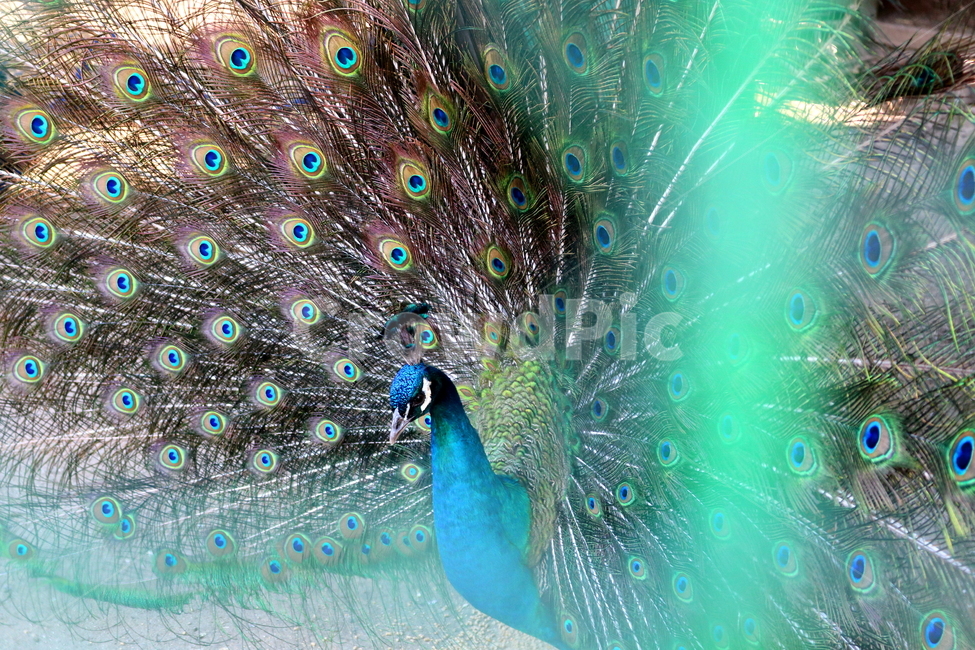 새,조류,공작,공작새,꿩과,동물,동물,animal,조류,새,birds