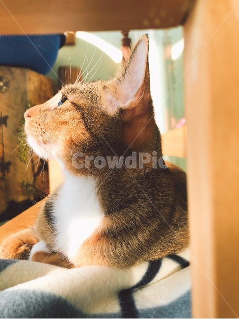 고양이,일광욕,휴식,코숏,햇살,귀쫑긋,반려묘,반려동물,야옹이,cat