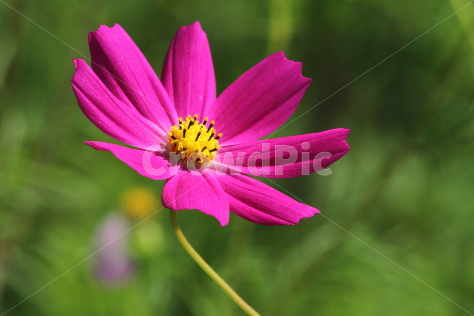코스모스,꽃,식물,가을꽃,cosmos,가을,계절,fall,autumn,season,식물,자연,plants,nature,꽃,flower,plant