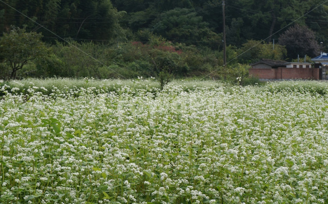 메밀꽃,메밀꽃필무렵,이효석,하얀꽃,자연,식물,들판,가을들판,싱그러움,식물,자연,plants,nature,꽃,flower