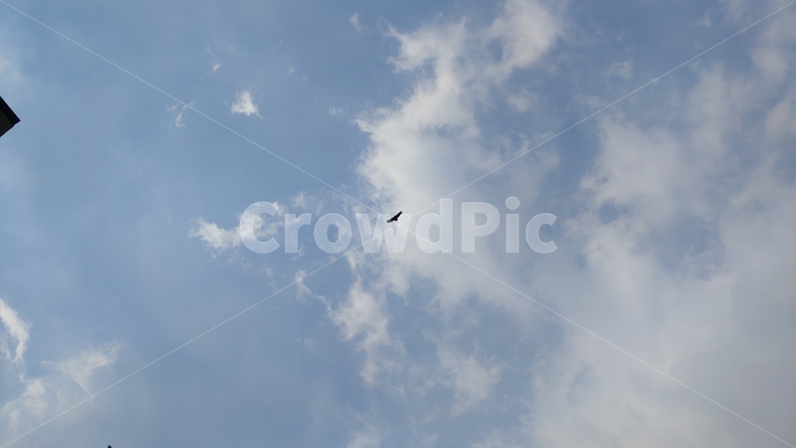 animal,동물,flying,나는,bird,새,독수리,eagle