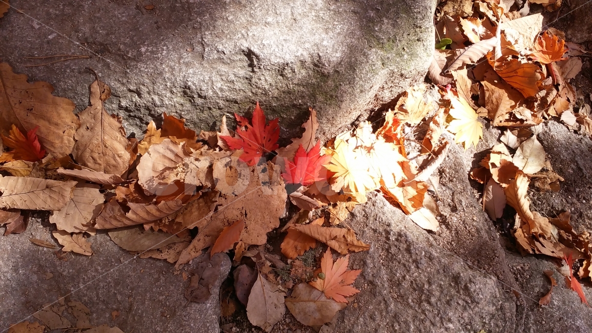 가을,자연,단풍,풍경,낙옆,돌,가을,계절,fall,autumn,season,식물,자연,plants,nature,plant,leaf,잎,tree,나무