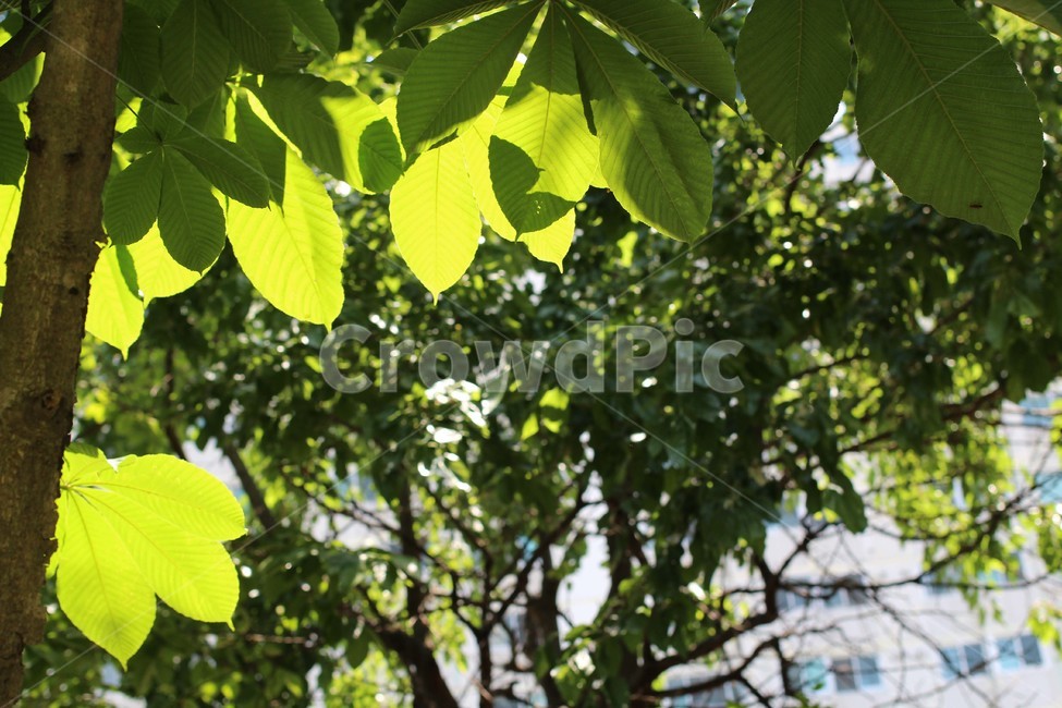 나무,새싹,봄,나뭇잎,자연,식물,자연,plants,nature